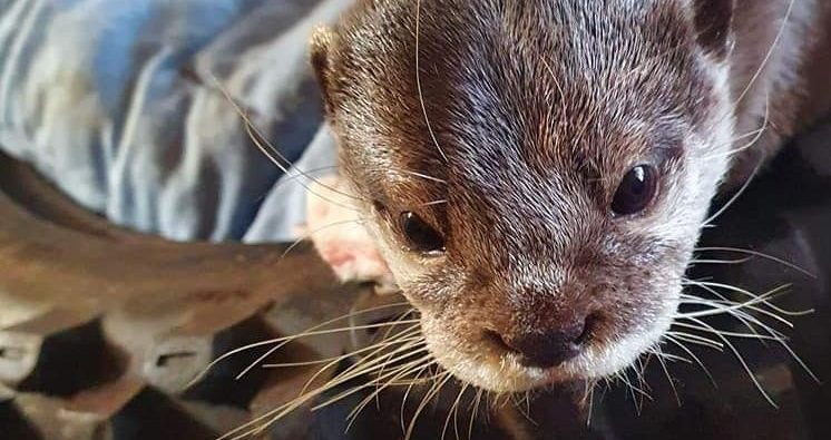 BLUE REEF PLANS MONTH OF CELEBRATIONS FOR OTTERS’ TENTH BIRTHDAYS